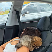 Misha is registered to the contest to win money with this photo: car_interior, person, dog, pomeranian, puppy, pet, relaxing, seat, shoulder, white_tank_top, seatbelt, black_hair, window, daylight, urban_background, leather_seat, resting, cute_animal, companion, cozy