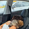 car_interior, person, dog, pomeranian, puppy, pet, relaxing, seat, shoulder, white_tank_top, seatbelt, black_hair, window, daylight, urban_background, leather_seat, resting, cute_animal, companion, cozy
