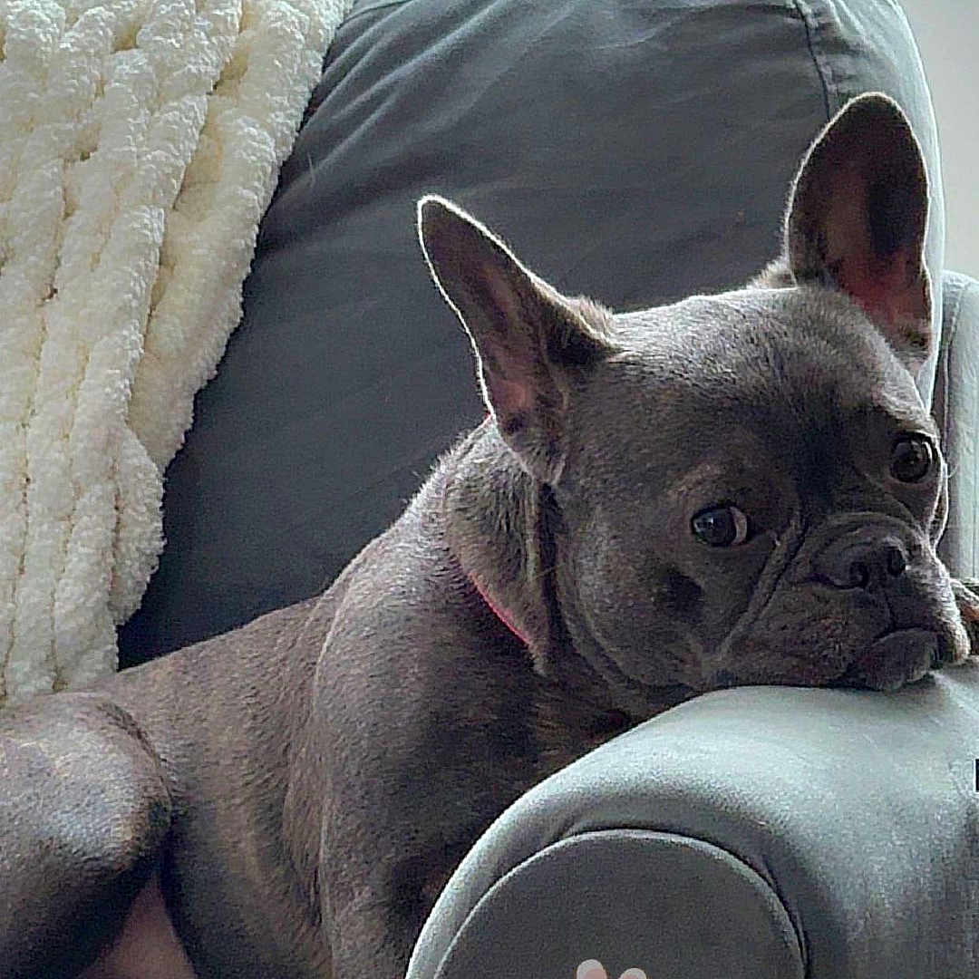 Lola is registered to the contest to win money with this photo: animal, armchair, bostonbull, boxer, bulldog, canine, chair, couch, cushion, dog, frenchbulldog, furniture, headrest, homedecor, person, pet, pitbull, puppy, sleeping, snout