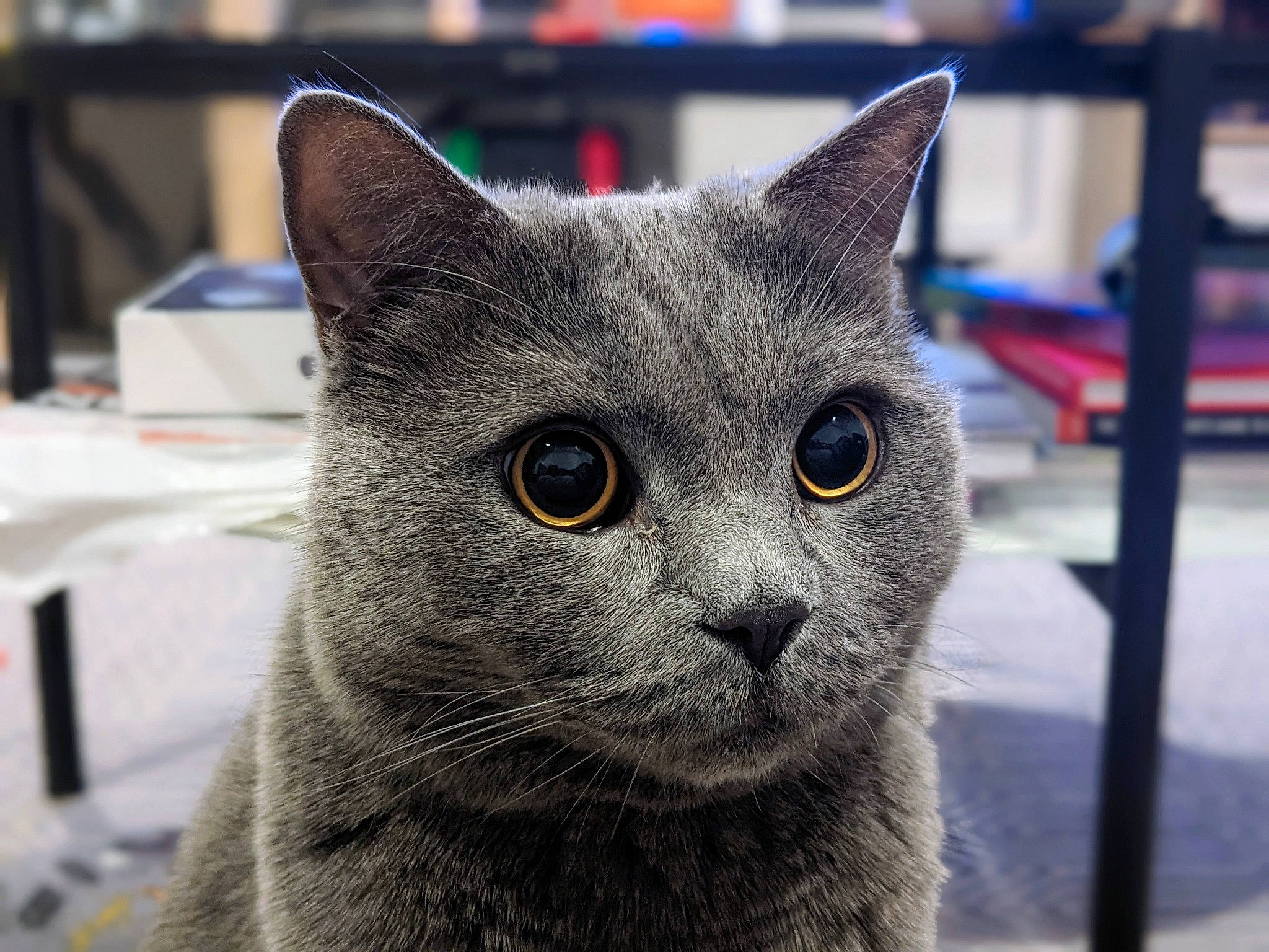 Bowser is registered to the contest to win money with this photo: art, carnivore, cat, domestic_short_haired_cat, felidae, fur, grey, russian_blue, small_to_medium_sized_cats, snout, whiskers, window