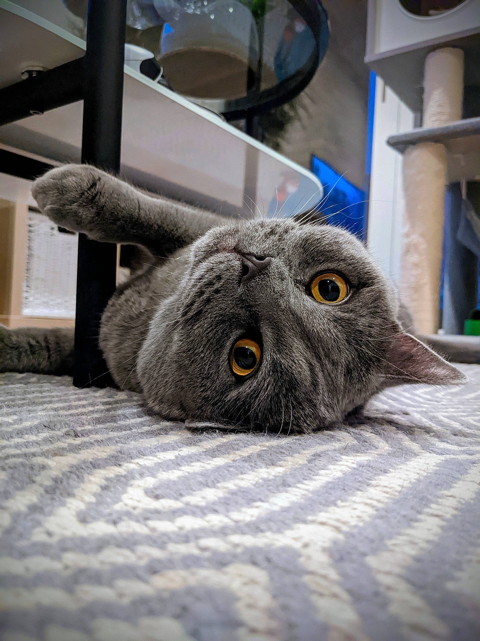 Bowser joined the competition — help win amazing prizes! bird_of_prey, carnivore, cat, chair, claw, comfort, domestic_short_haired_cat, fawn, felidae, flooring, fur, grey, owl, sitting, small_to_medium_sized_cats, snout, table, tail, terrestrial_animal, whiskers