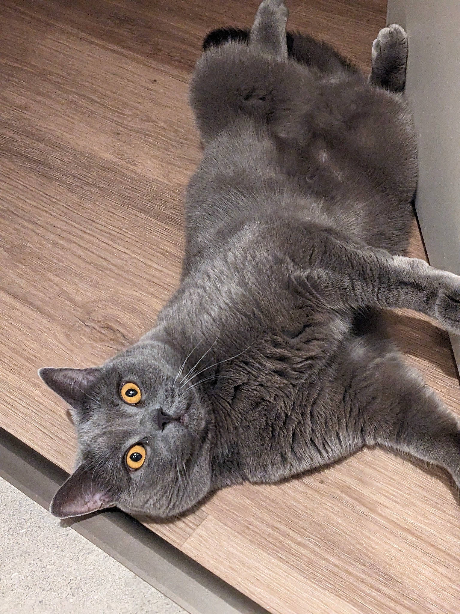 Bowser joined the competition — help win amazing prizes! black_cat, carnivore, cat, claw, comfort, domestic_short_haired_cat, felidae, foot, fur, grey, paw, plant, russian_blue, small_to_medium_sized_cats, snout, tail, terrestrial_animal, whiskers, wood, working_animal