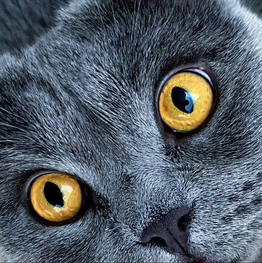 Bowser joined the competition — help win amazing prizes! carnivore, cat, close_up, domestic_short_haired_cat, eastern_screech_owl, electric_blue, felidae, fur, grey, macro_photography, small_to_medium_sized_cats, snout, terrestrial_animal, vertebrate, whiskers, wildlife