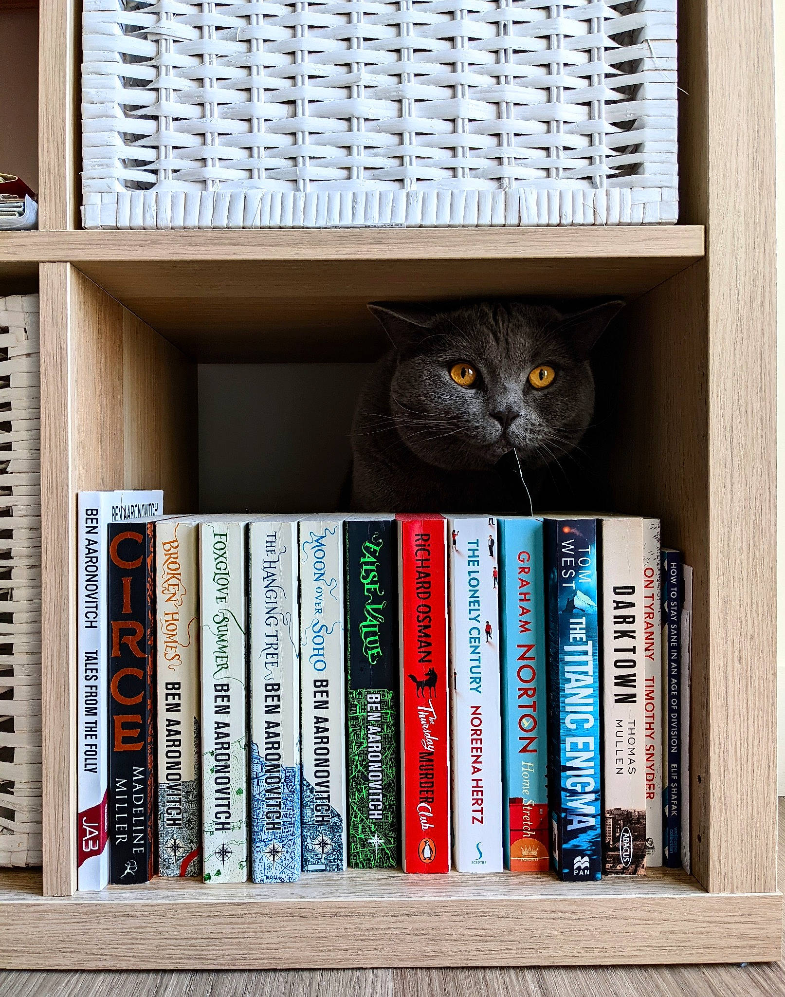 Bowser is registered to the contest to win money with this photo: book, book_cover, bookcase, carnivore, cat, collection, domestic_short_haired_cat, electric_blue, felidae, font, publication, rectangle, room, self_help_book, shelf, shelving, small_to_medium_sized_cats, whiskers, wood