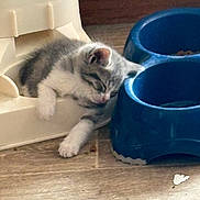 Bm participe au concours pour gagner de l'argent avec cette photo : kitten, sleeping, cat, pet, food_bowl, blue, plastic, container, floor, wooden_floor, cute, animal, indoor, resting, young, feline, cozy, domestic, fur, small