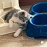 kitten, sleeping, cat, pet, food_bowl, blue, plastic, container, floor, wooden_floor, cute, animal, indoor, resting, young, feline, cozy, domestic, fur, small