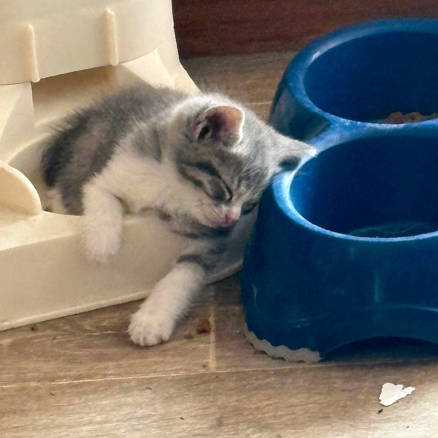 Bm participe au concours pour gagner de l'argent avec cette photo : kitten, sleeping, cat, pet, food_bowl, blue, plastic, container, floor, wooden_floor, cute, animal, indoor, resting, young, feline, cozy, domestic, fur, small