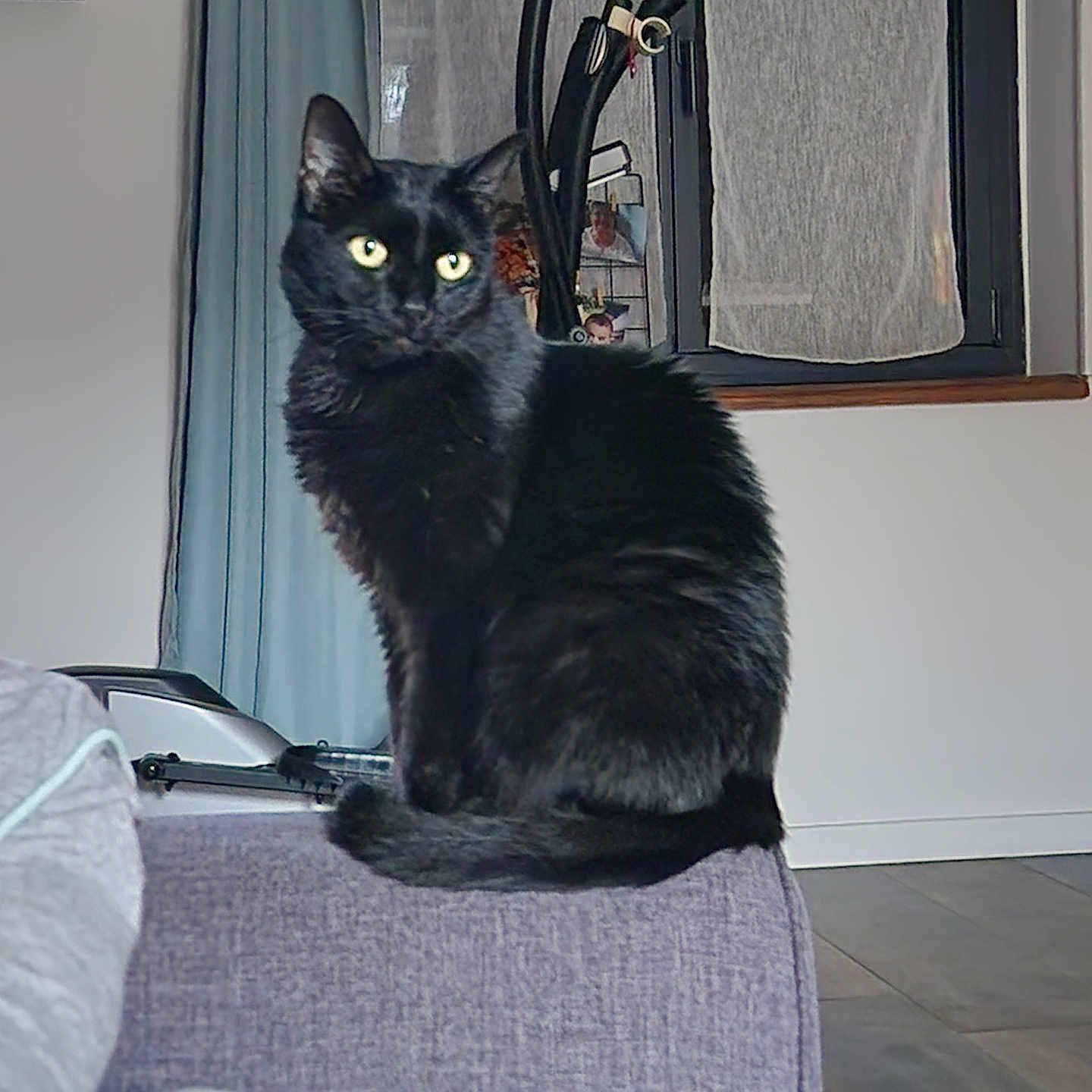 Nala