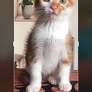 Chateigne Mansouri participe au concours pour gagner de l'argent avec cette photo : animal, cat, curious, cute, ears, eyes, fur, indoor, kitten, orange, pet, plant, potted_plant, sitting, small, table, whiskers, white, wood, young