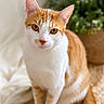 animal, background, cat, closeup, cozy, cute, domestic, ears, eyes, feline, fur, indoor, orange, pet, plant, portrait, sitting, soft_light, whiskers, white