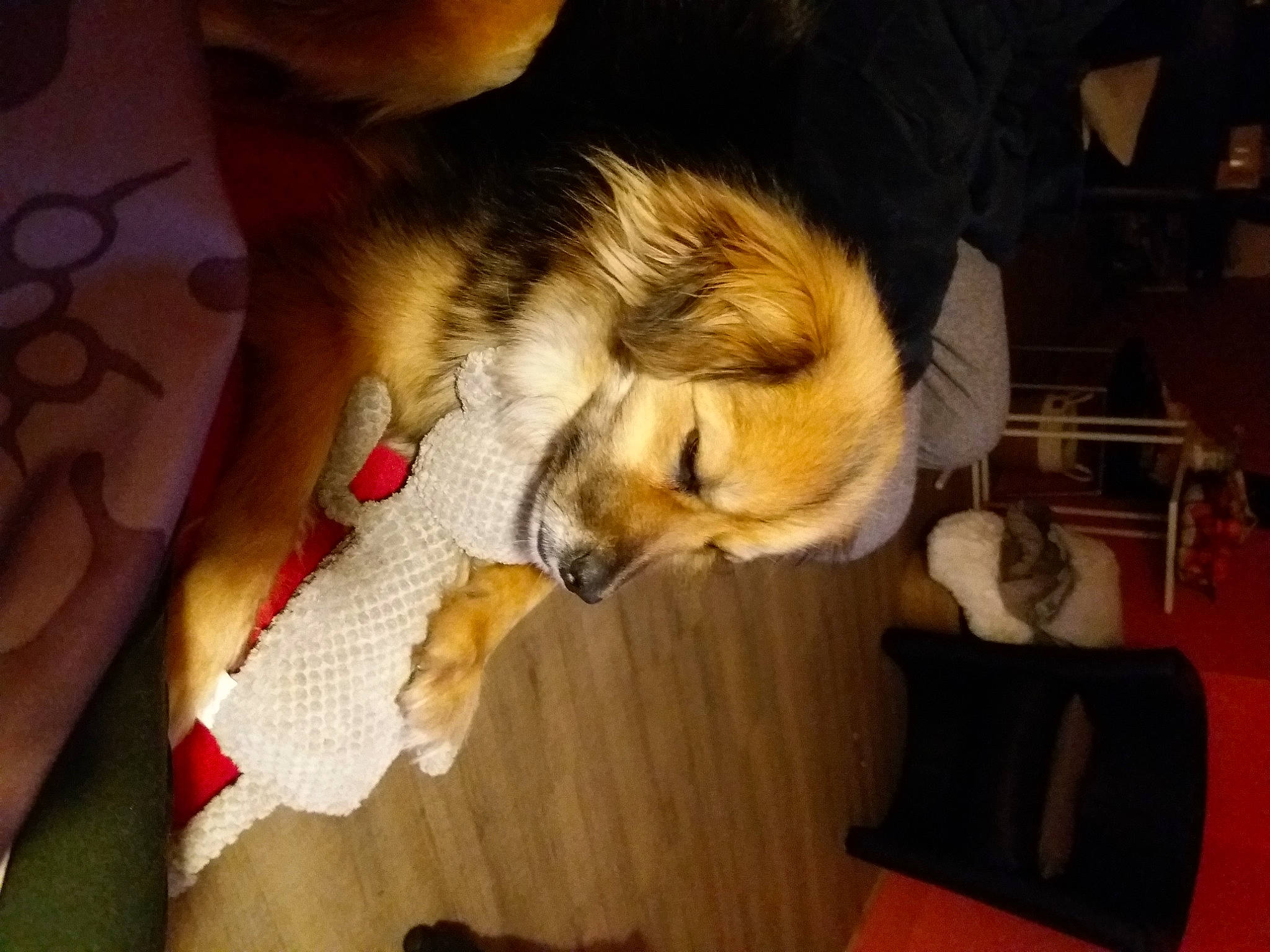 Joy participe au concours pour gagner de l'argent avec cette photo : carnivore, chair, comfort, companion_dog, dog, dog_breed, fawn, flooring, fur, hardwood, nap, paw, sleep, sporting_group, toy_dog, wood