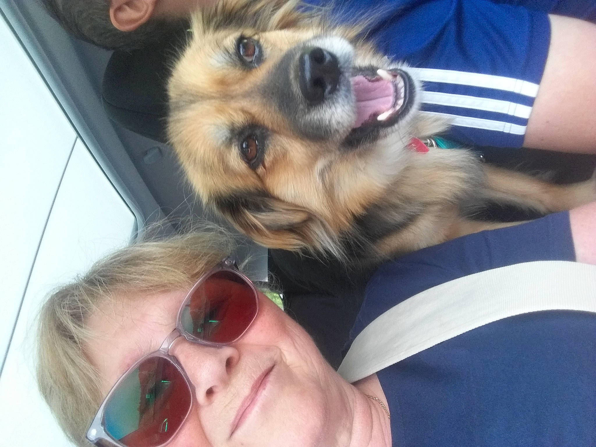 Joy participe au concours pour gagner de l'argent avec cette photo : canidae, carnivore, companion_dog, dog, dog_breed, ear, eyewear, fawn, finger, fun, fur, gesture, goggles, happy, nail, nose, snout, sporting_group, sunglasses, vision_care