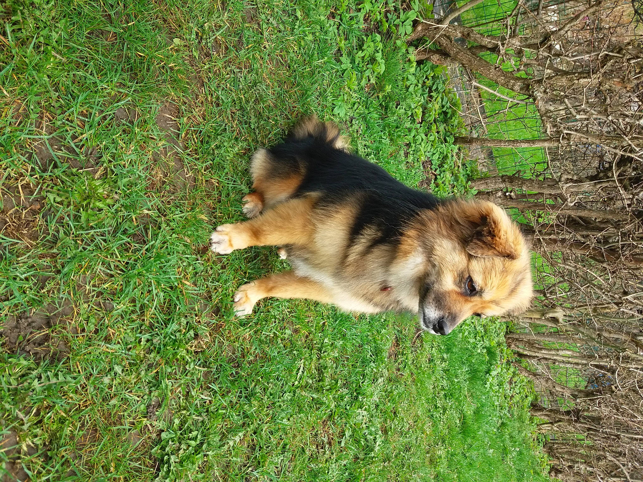 Joy a rejoint le concours — aidez-le/la à gagner de superbes lots ! canidae, canis, carnivore, companion_dog, dog, dog_breed, fawn, german_spitz_klein, german_spitz_mittel, grass, herding_dog, plant, puppy, sled_dog, snout, sporting_group, tail, terrestrial_animal, wildlife, working_dog