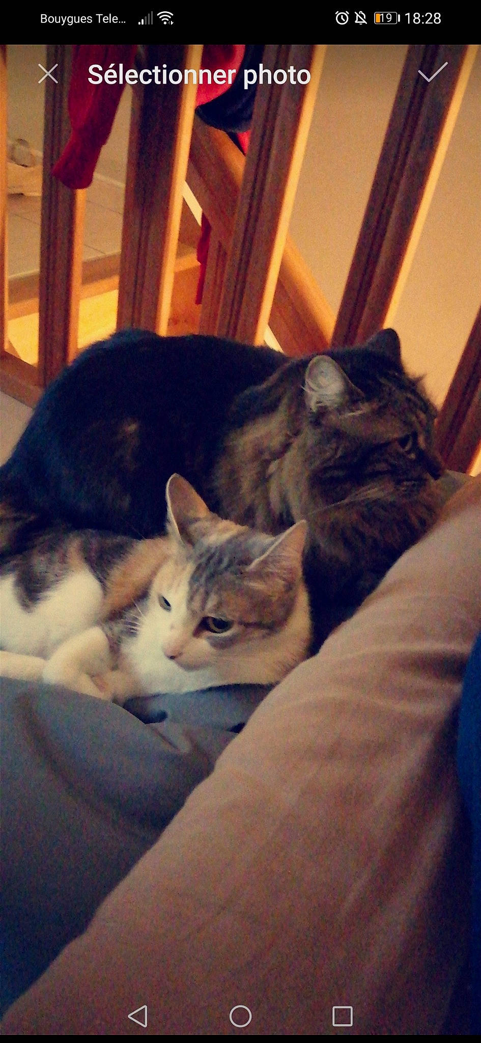 Chenille participe au concours pour gagner de l'argent avec cette photo : asian, carnivore, cat, domestic_short_haired_cat, ear, european_shorthair, felidae, fur, kitten, small_to_medium_sized_cats, whiskers