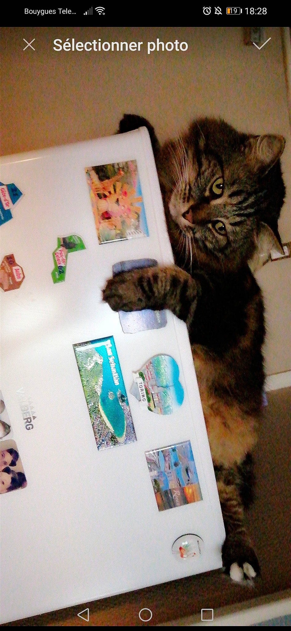 Les Patounes participe au concours pour gagner de l'argent avec cette photo : art, carnivore, cat, domestic_short_haired_cat, felidae, kitten, maine_coon, paw, small_to_medium_sized_cats, whiskers