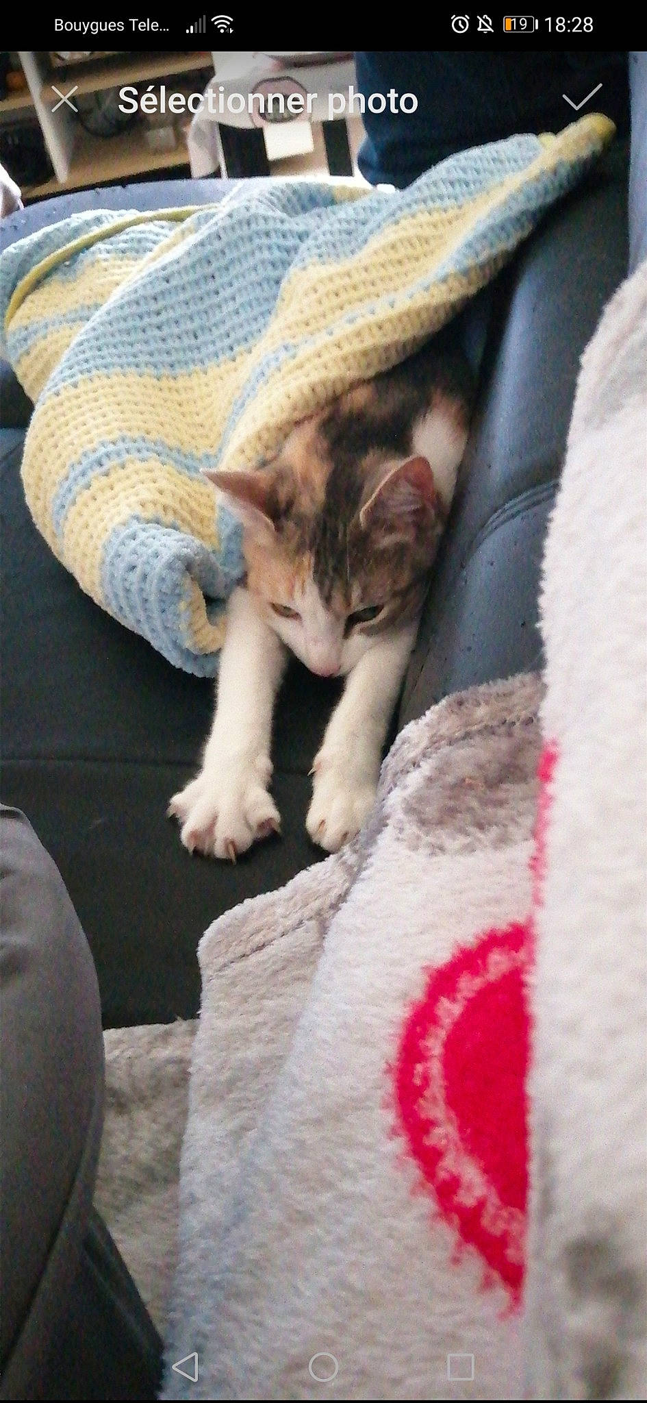 Les Patounes participe au concours pour gagner de l'argent avec cette photo : asian, blanket, carnivore, cat, comfort, domestic_short_haired_cat, fawn, felidae, fur, kitten, leg, linens, mammal, nap, paw, polydactyl_cat, small_to_medium_sized_cats, whiskers