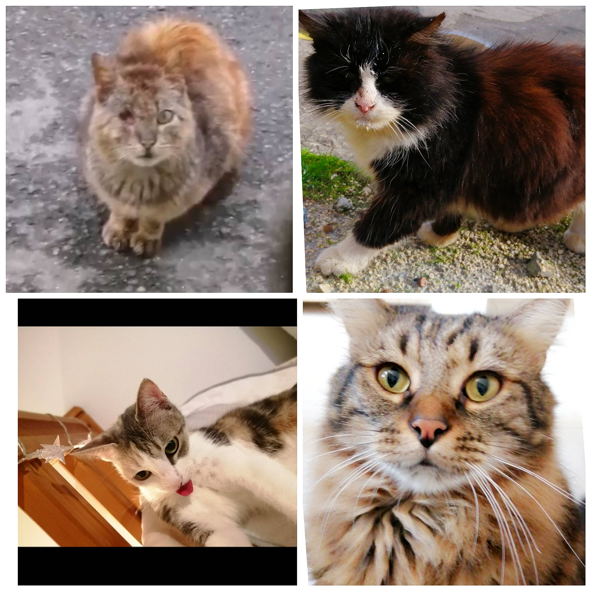 Les Patounes participe au concours pour gagner de l'argent avec cette photo : adaptation, british_semi_longhair, carnivore, cat, cymric, domestic_short_haired_cat, european_shorthair, felidae, fur, kitten, maine_coon, mammal, norwegian_forest_cat, organism, photo_caption, photography, siberian, small_to_medium_sized_cats, tabby_cat, whiskers