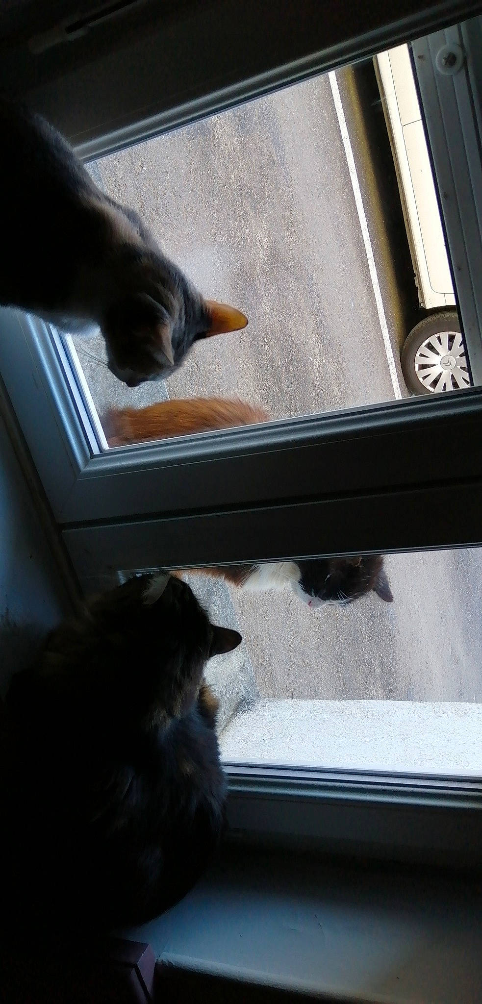 Les Patounes a rejoint le concours — aidez-le/la à gagner de superbes lots ! black_cat, carnivore, cat, domestic_short_haired_cat, felidae, polydactyl_cat, russian_blue, small_to_medium_sized_cats, whiskers, window