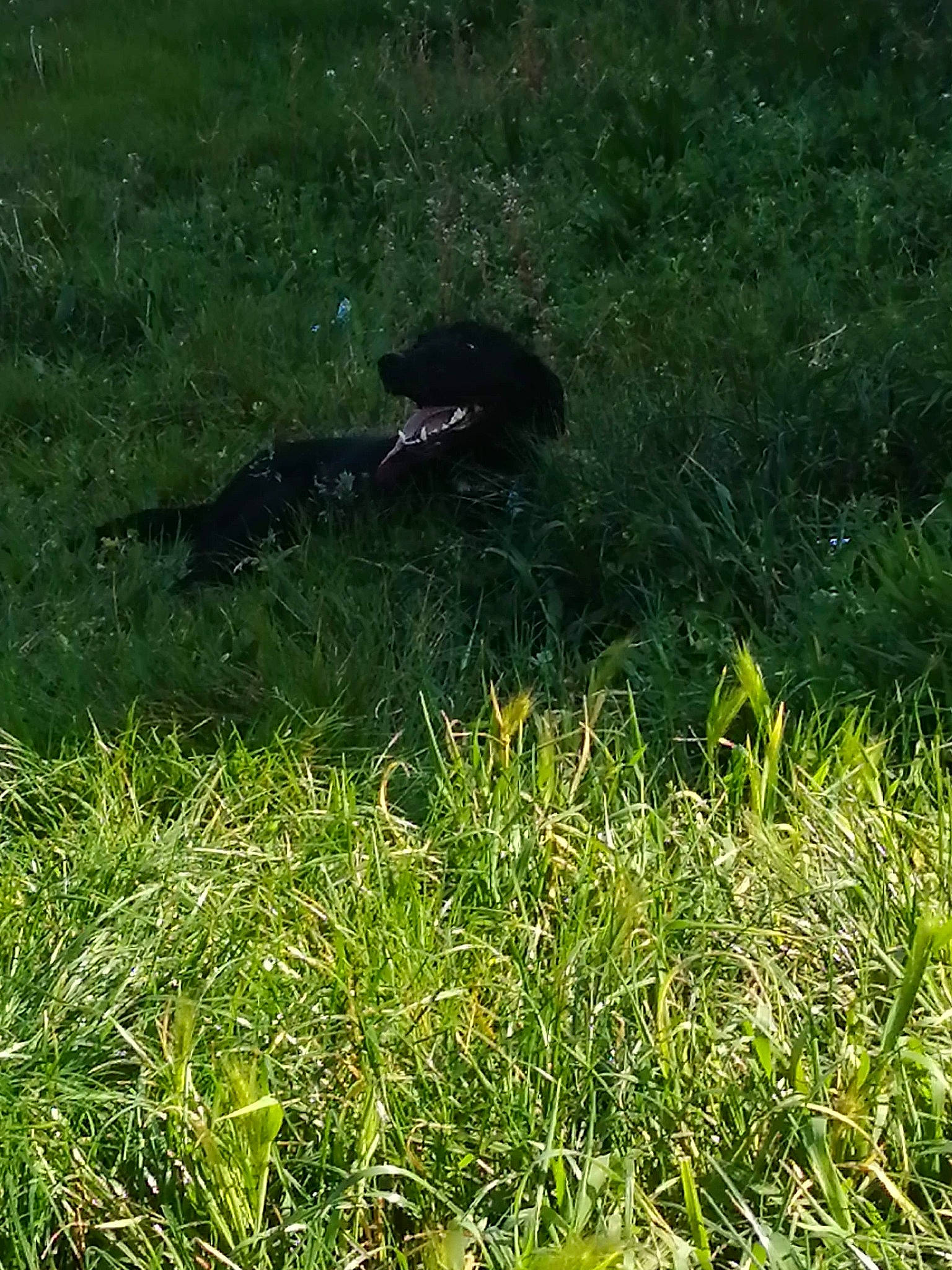 Millot participe au concours pour gagner de l'argent avec cette photo : fodder, grass, grass_family, grassland, green, lawn, meadow, pasture, plant, sporting_group