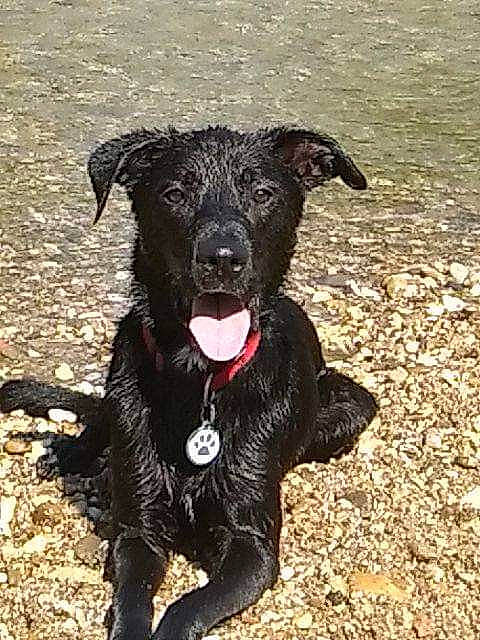 Millot a rejoint le concours — aidez-le/la à gagner de superbes lots ! borador, canidae, carnivore, companion_dog, dog, dog_breed, flat_coated_retriever, gladiolus, labrador_retriever, mammal, patterdale_terrier, rare_breed_dog, retriever, sporting_group, vertebrate