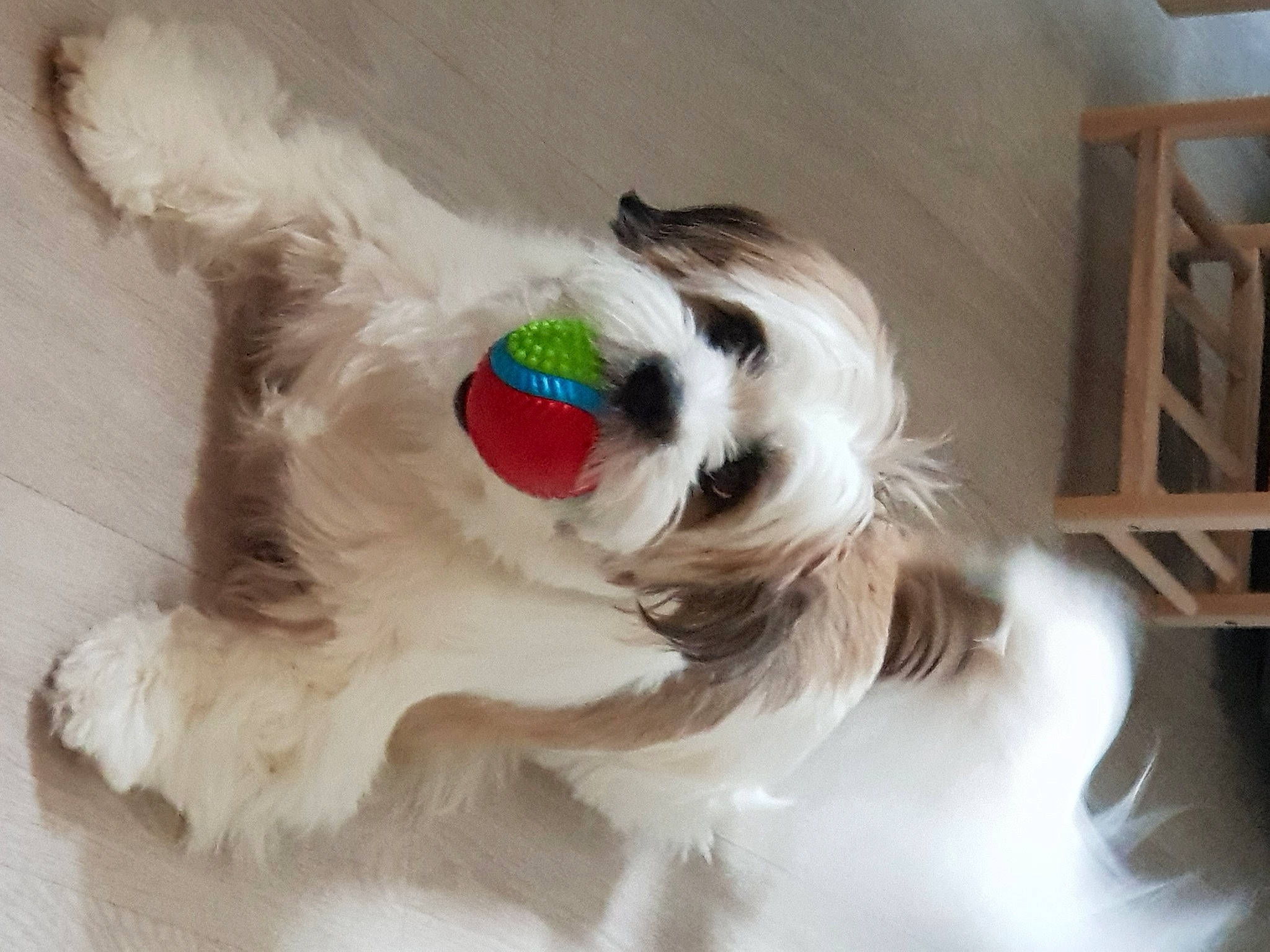 Kachou participe au concours pour gagner de l'argent avec cette photo : carnivore, companion_dog, dog, dog_breed, dog_collar, dog_supply, ear, fashion_accessory, fawn, fur, goggles, hair, liver, pet_supply, snout, sporting_group, tail, toy_dog, whiskers, working_animal