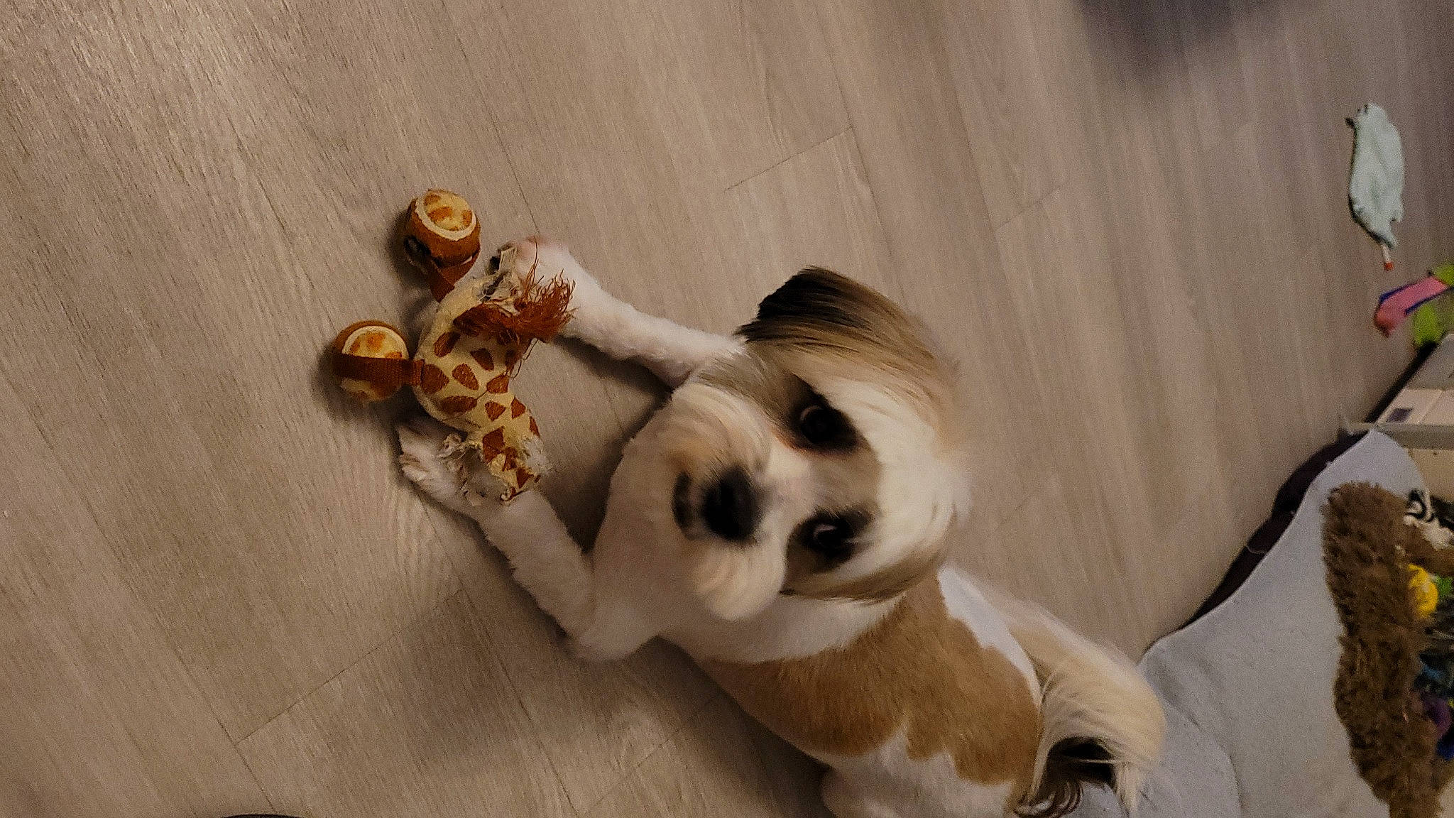 Kachou a rejoint le concours — aidez-le/la à gagner de superbes lots ! carnivore, companion_dog, dog, dog_breed, doll, ear, eye, eyelash, fashion_accessory, fawn, flooring, fur, hair, head, jewellery, long_hair, tail, toy, toy_dog, wood