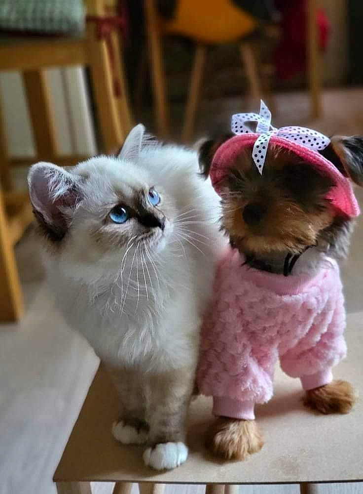 Saphir participe au concours pour gagner de l'argent avec cette photo : carnivore, cat, companion_dog, dog_breed, dog_clothes, fawn, felidae, flooring, fur, mammal, paw, small_to_medium_sized_cats, snout, stuffed_toy, tail, toy, toy_dog, vertebrate, whiskers, working_animal