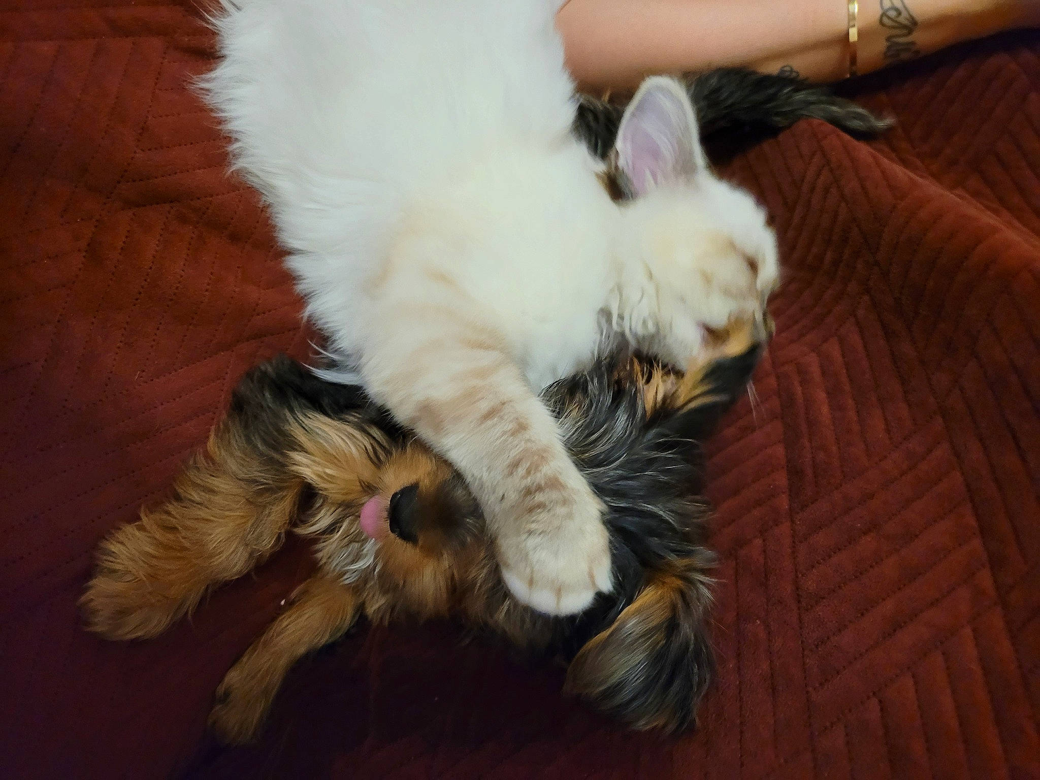 Saphir a rejoint le concours — aidez-le/la à gagner de superbes lots ! canidae, carnivore, cat, claw, comfort, companion_dog, dog_breed, ear, fawn, felidae, flooring, fur, hardwood, leg, paw, small_to_medium_sized_cats, sporting_group, tail, whiskers, wood