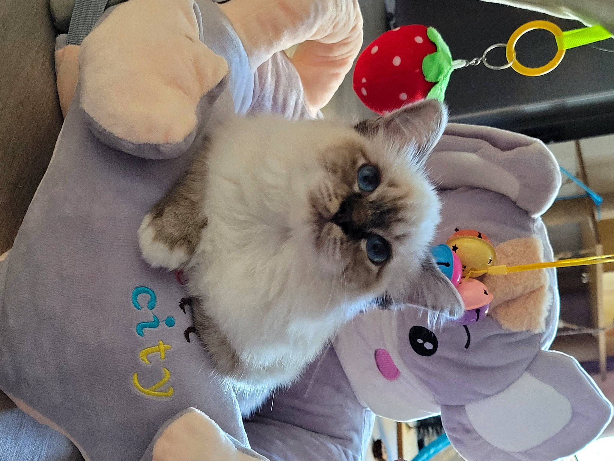 Saphir participe au concours pour gagner de l'argent avec cette photo : birman, canidae, carnivore, cat, comfort, companion_dog, dog_breed, dog_supply, fawn, felidae, fur, mammal, non_sporting_group, paw, siamese, small_to_medium_sized_cats, sporting_group, tail, toy_dog, whiskers