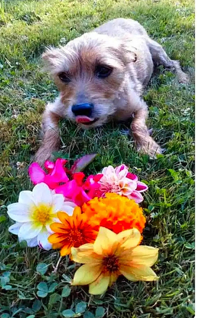 Roxi D'Amour a rejoint le concours — aidez-le/la à gagner de superbes lots ! annual_plant, botany, carnivore, companion_dog, daisy_family, dog, dog_breed, dog_supply, flower, flowering_plant, garden, grass, groundcover, herbaceous_plant, landscape, petal, plant, terrier, wildflower, working_animal