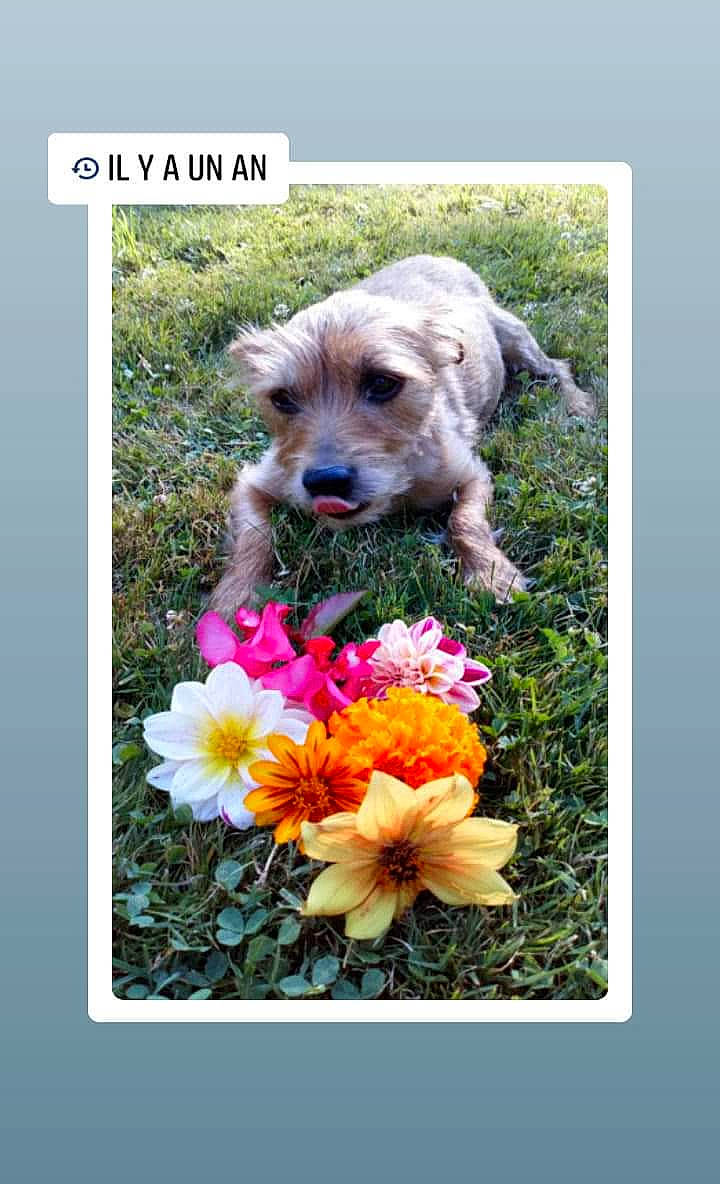 Roxi D'Amour a rejoint le concours — aidez-le/la à gagner de superbes lots ! annual_plant, canidae, carnivore, companion_dog, dog, dog_breed, dog_supply, flower, flowering_plant, grass, landscape, petal, plant, rectangle, sporting_group, terrestrial_animal, terrier, water_dog, wildlife, working_animal