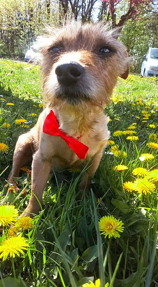 Roxi D'Amour participe au concours pour gagner de l'argent avec cette photo : carnivore, companion_dog, dog, dog_breed, fawn, flower, garden, grass, grass_family, green, groundcover, herbaceous_plant, lawn, plant, shrub, snout, sporting_group, summer, terrier, working_animal