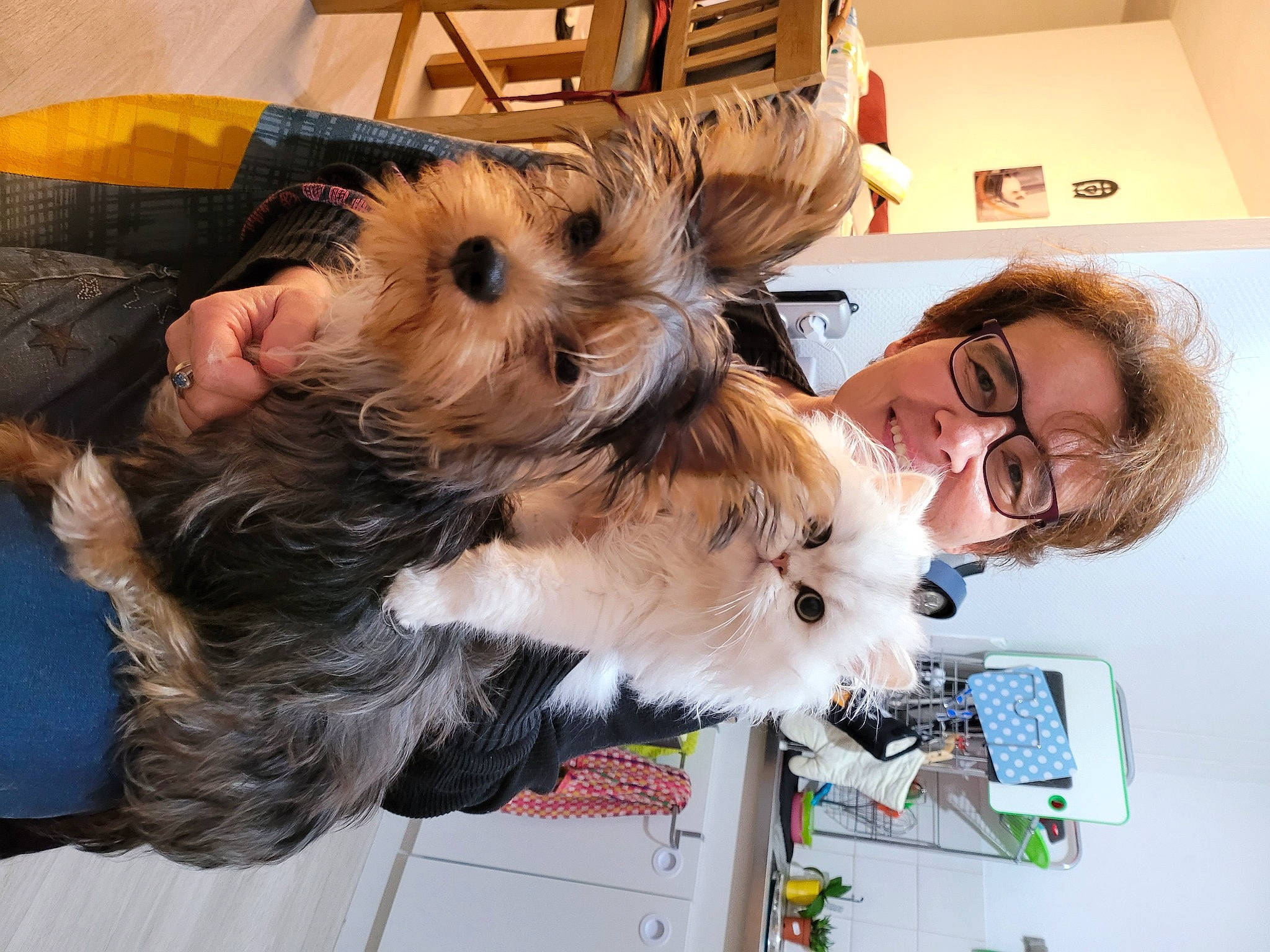 Flocon participe au concours pour gagner de l'argent avec cette photo : biewer_terrier, canidae, carnivore, companion_dog, dog, dog_breed, dog_supply, ear, event, eyewear, fawn, fur, holiday, small_terrier, snout, sporting_group, terrier, toy_dog, vision_care, working_animal