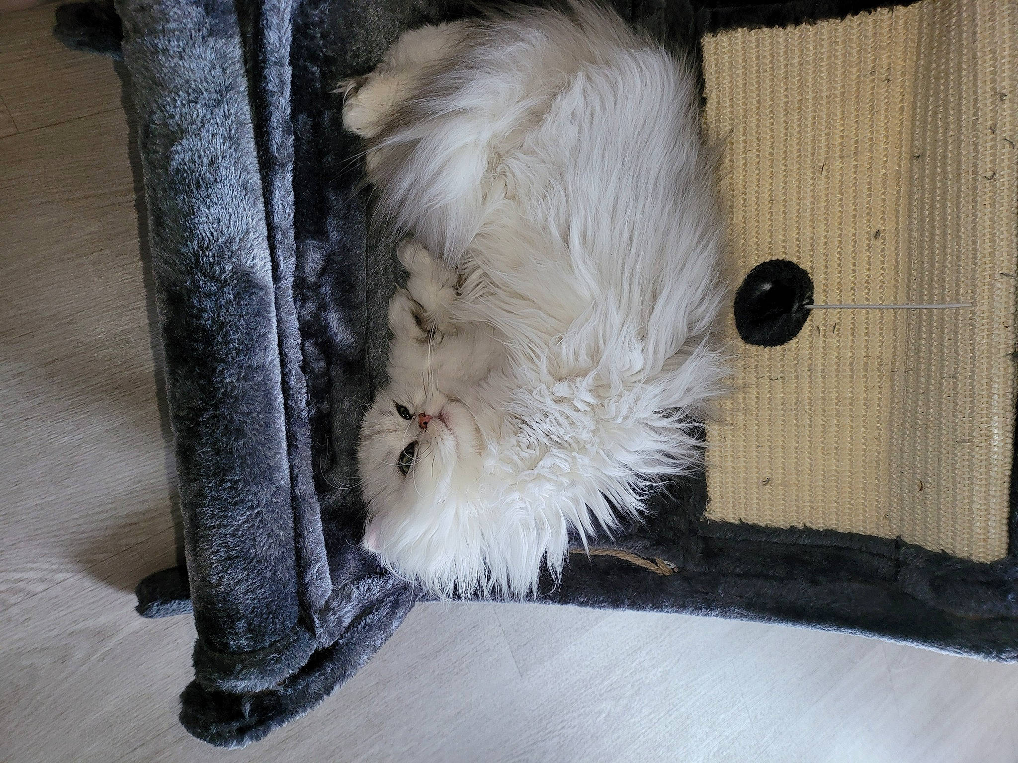 Flocon participe au concours pour gagner de l'argent avec cette photo : beige, carnivore, carpet, cat, companion_dog, dog_breed, fawn, felidae, flooring, fur, grey, hardwood, small_to_medium_sized_cats, snout, sporting_group, tail, terrestrial_animal, terrier, whiskers, wood