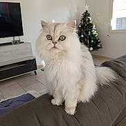 Flocon participe au concours pour gagner de l'argent avec cette photo : animal, cat, christmas_tree, couch, cozy, cute, decor, domestic_cat, feline, fluffy, fur, green_eyes, holiday_decor, home, indoor, living_room, natural_light, pet, white_cat, window