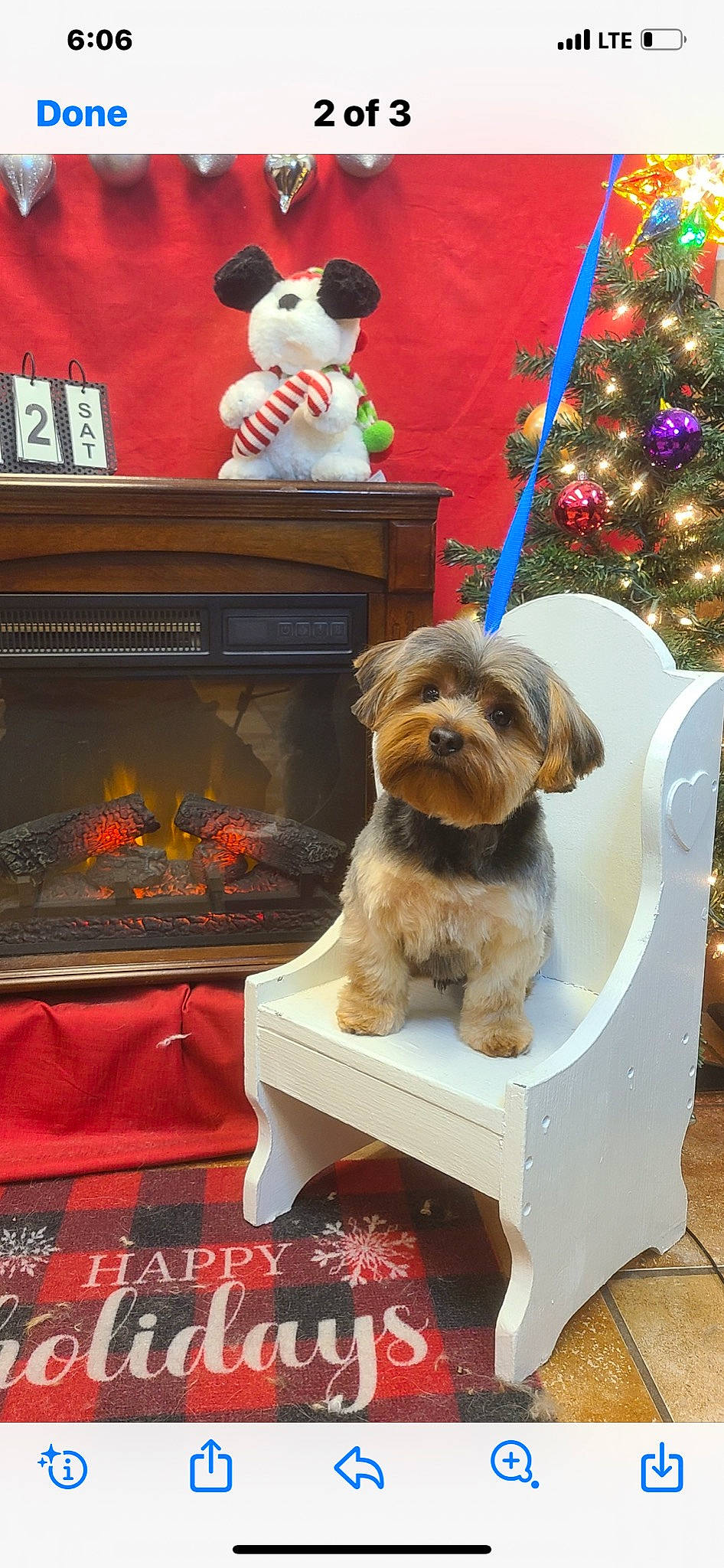 Dash joined the competition — help win amazing prizes! canidae, carnivore, christmas_tree, companion_dog, dog, dog_breed, dog_supply, event, fur, liver, living_room, ornament, pet_supply, small_terrier, snout, sporting_group, terrier, toy, toy_dog, wood_burning_stove