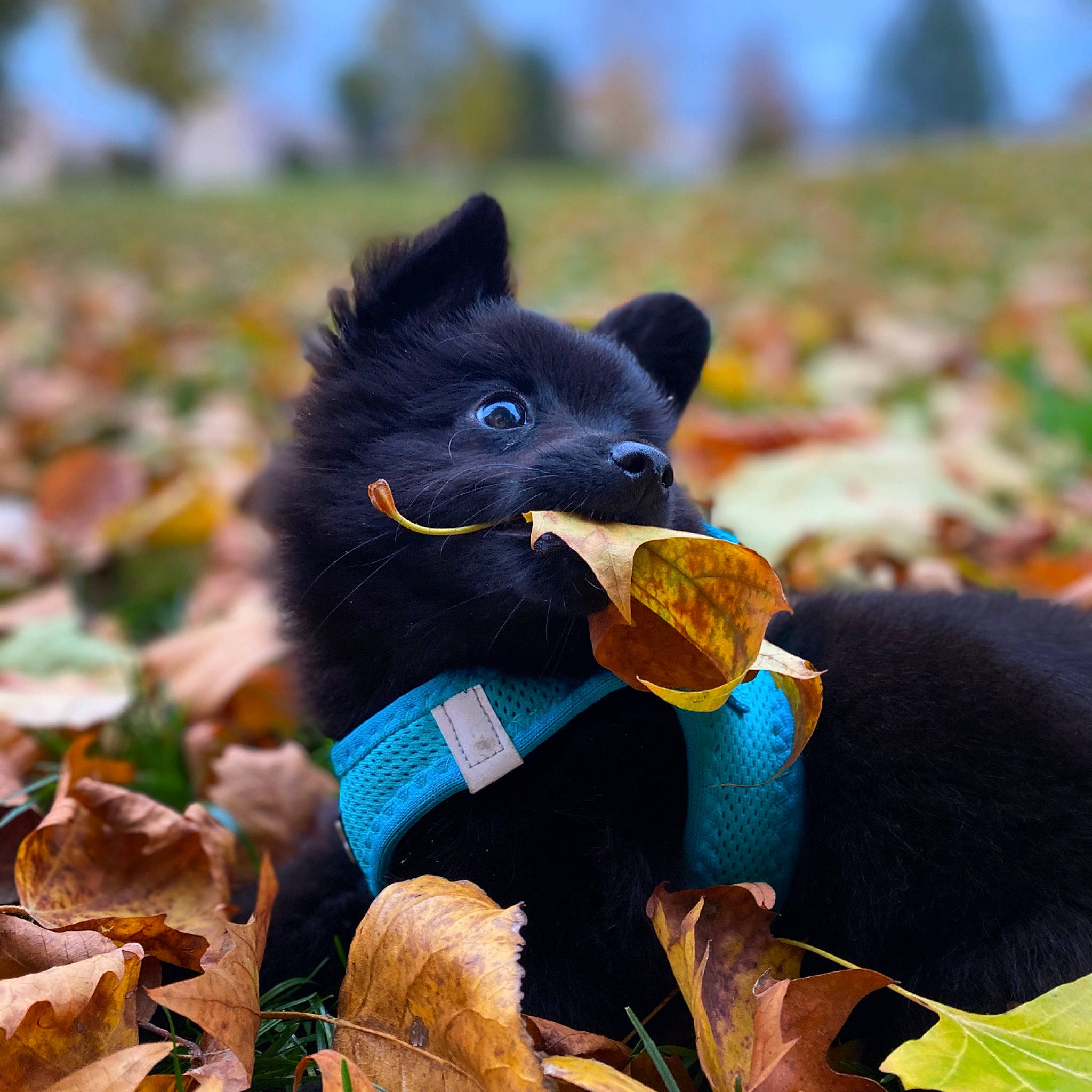 Bouchon a rejoint le concours — aidez-le/la à gagner de superbes lots ! canidae, carnivore, companion_dog, dog_breed, electric_blue, felidae, fur, grass, plant, sitting, sky, snout, sporting_group, tail, terrestrial_animal, wildlife, working_animal, working_dog