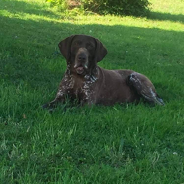 Elka participe au concours pour gagner de l'argent avec cette photo : braque_francais, canidae, carnivore, dog, dog_breed, german_longhaired_pointer, german_shorthaired_pointer, grass, hanover_hound, hunting_dog, labrador_retriever, liver, mammal, old_danish_pointer, plott_hound, pointer, pointing_breed, sporting_group, stichelhaar, vertebrate