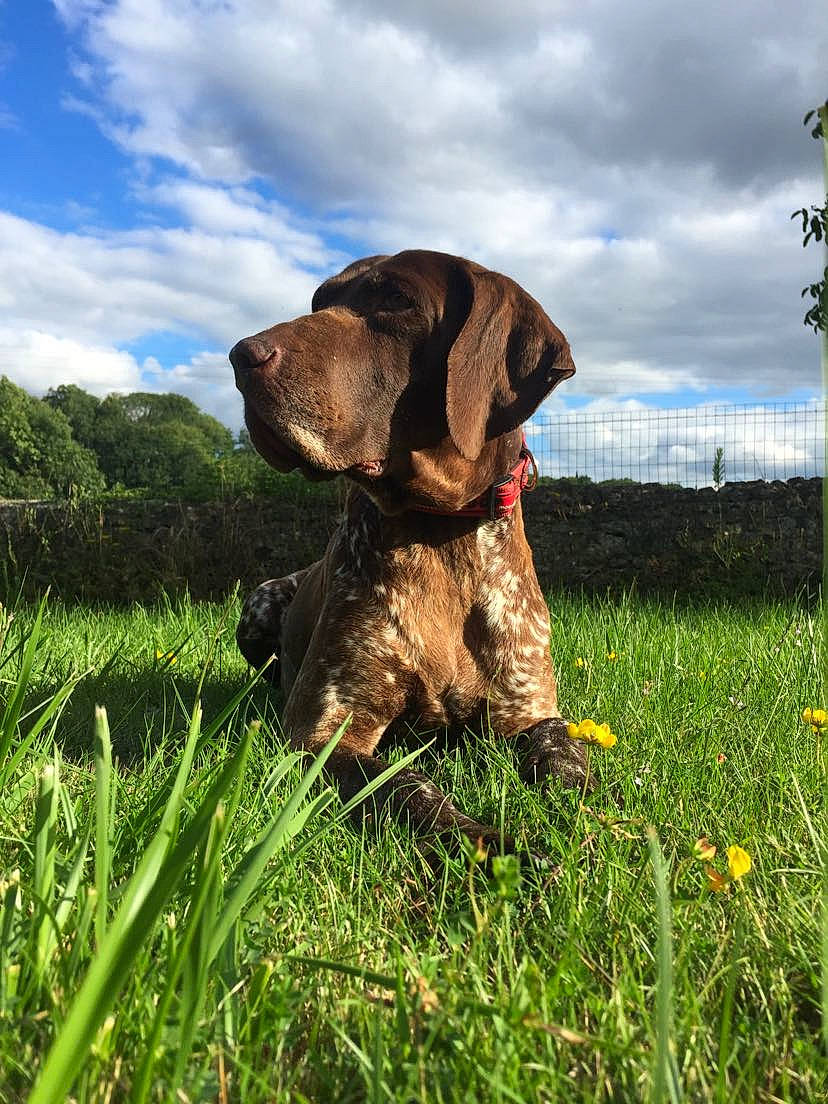 Elka a rejoint le concours — aidez-le/la à gagner de superbes lots ! braque_francais, canidae, carnivore, dog, dog_breed, german_longhaired_pointer, german_shorthaired_pointer, german_wirehaired_pointer, grass, hunting_dog, liver, mammal, old_danish_pointer, plant, pointer, pointing_breed, small_munsterlander, sporting_group, stichelhaar, vertebrate