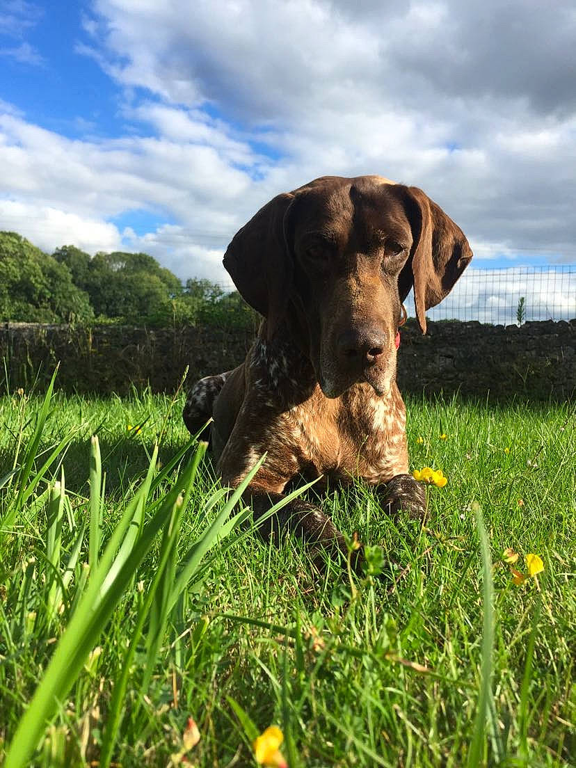 Elka participe au concours pour gagner de l'argent avec cette photo : canidae, carnivore, dog, dog_breed, german_shorthaired_pointer, german_wirehaired_pointer, grass, hunting_dog, liver, mammal, plant, pointer, pointing_breed, sporting_group, vizsla
