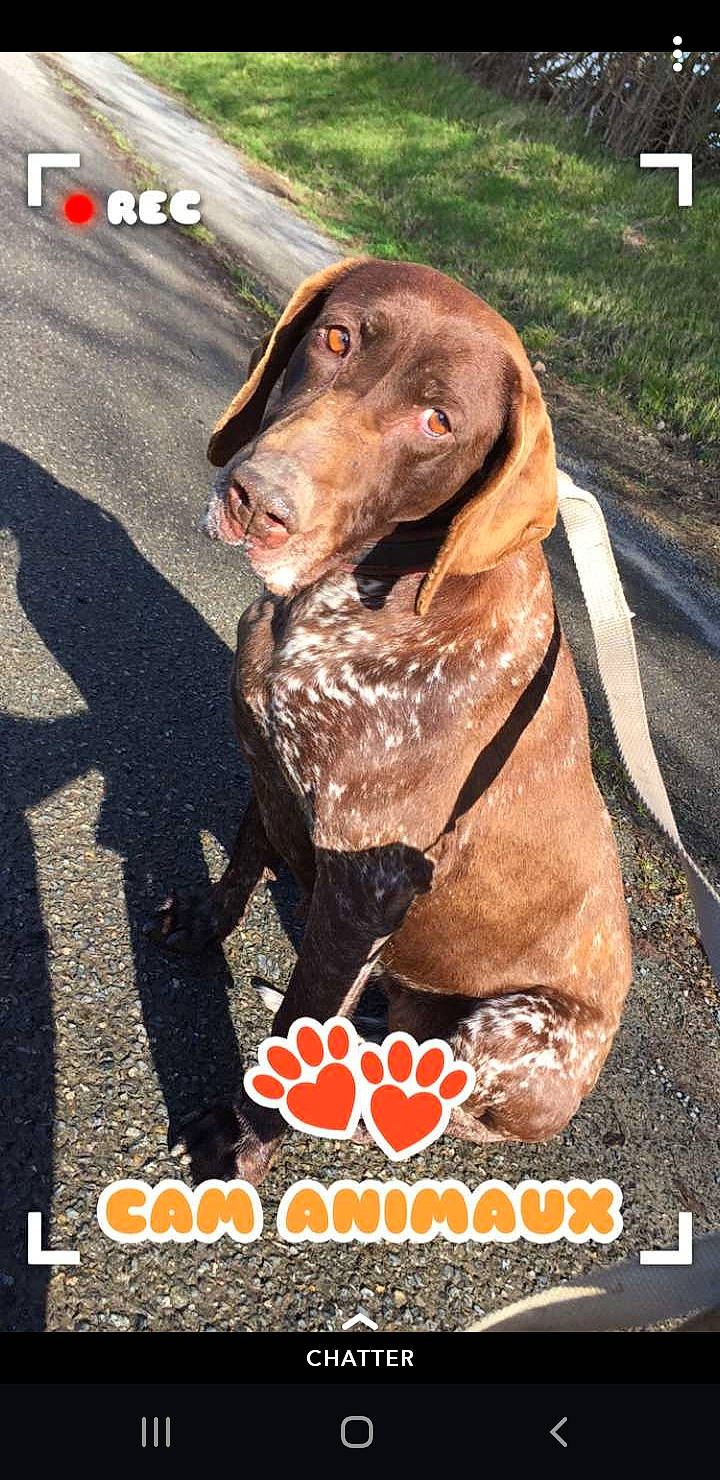 Elka participe au concours pour gagner de l'argent avec cette photo : canidae, carnivore, dog, dog_breed, german_shorthaired_pointer, hunting_dog, liver, mammal, pachon_navarro, photo_caption, pointer, pointing_breed, sporting_group, vertebrate, vizsla, weimaraner
