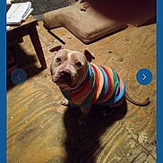 Teddybear is registered to the contest to win money with this photo: animal, banner, colorful, contest, cushion, cute, dog, furniture, indoor, navigation_arrows, pet, portrait, qualifying, seated, shadow, striped_clothing, sweater, table, website_screenshot, wooden_floor