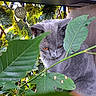 Tomy participe au concours pour gagner de l'argent avec cette photo : cat, gray_cat, animal, pet, feline, leaf, greenery, plant, foliage, outdoor, nature, curious, eyes, closeup, shaded, hidden, quiet, soft_fur, whiskers, portrait