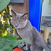Tomy a rejoint le concours — aidez-le/la à gagner de superbes lots ! cat, gray_cat, animal, pet, amber_eyes, leaf, plant, garden, blue_door, outdoor, curious, feline, whiskers, window, decor, nature, closeup, portrait, sitting, domestic_cat