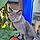 Tomy