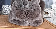 Tomy a rejoint le concours — aidez-le/la à gagner de superbes lots ! cat, gray_cat, amber_eyes, pet, animal, feline, loaf_position, indoor, kitchen, cutting_board, granite_countertop, shelf, home, domestic_animal, fur, whiskers, ears, close_up, resting, portrait