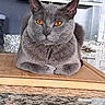 cat, gray_cat, amber_eyes, pet, animal, feline, loaf_position, indoor, kitchen, cutting_board, granite_countertop, shelf, home, domestic_animal, fur, whiskers, ears, close_up, resting, portrait