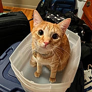 Sushi joined the competition — help win amazing prizes! cat, close_up, collar, container, curiosity, curious, cute, domestic_cat, ears, eyes, feline, household_items, indoor, looking_up, orange_tabby, pet, plastic_bin, sitting, whiskers, wooden_floor