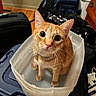 cat, orange_tabby, plastic_bin, curious, indoor, household_items, wooden_floor, container, pet, whiskers, ears, eyes, feline, domestic_cat, looking_up, sitting, collar, close_up, curiosity, cute