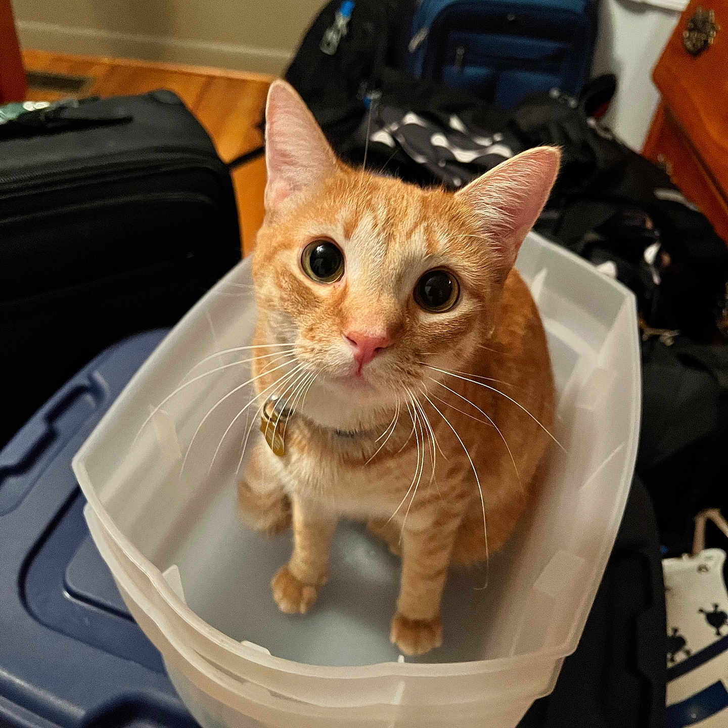 Sushi joined the competition — help win amazing prizes! cat, close_up, collar, container, curiosity, curious, cute, domestic_cat, ears, eyes, feline, household_items, indoor, looking_up, orange_tabby, pet, plastic_bin, sitting, whiskers, wooden_floor